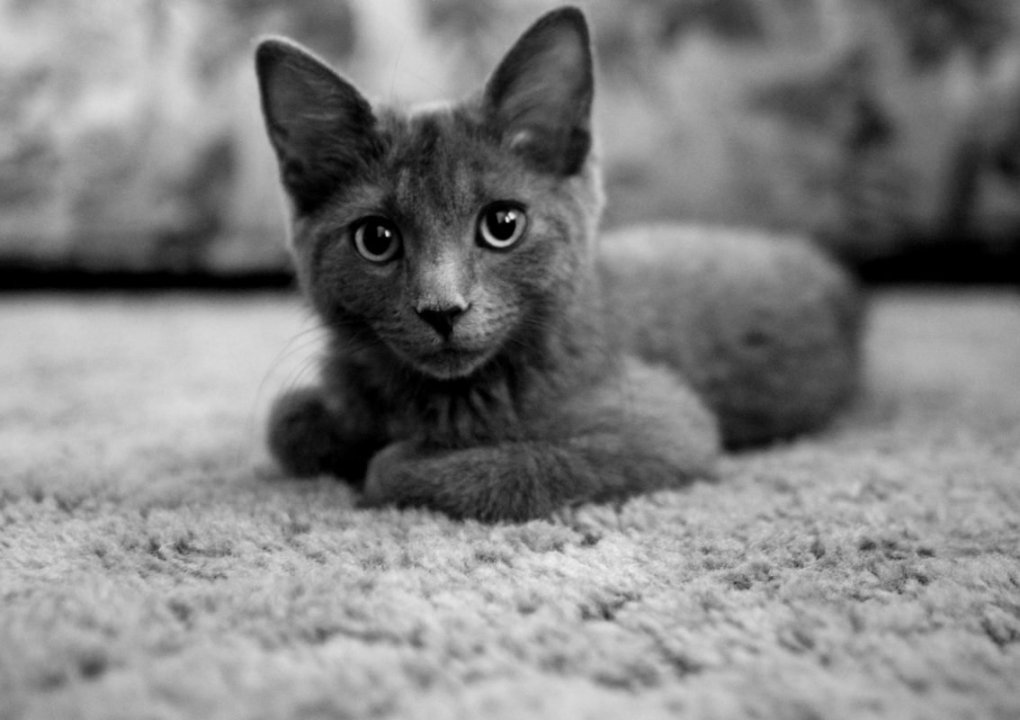 Which Type of Carpet Should You Choose